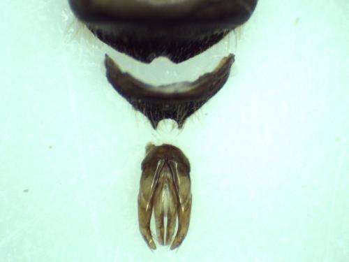 Réf. 295 009 : Osmia sp.
